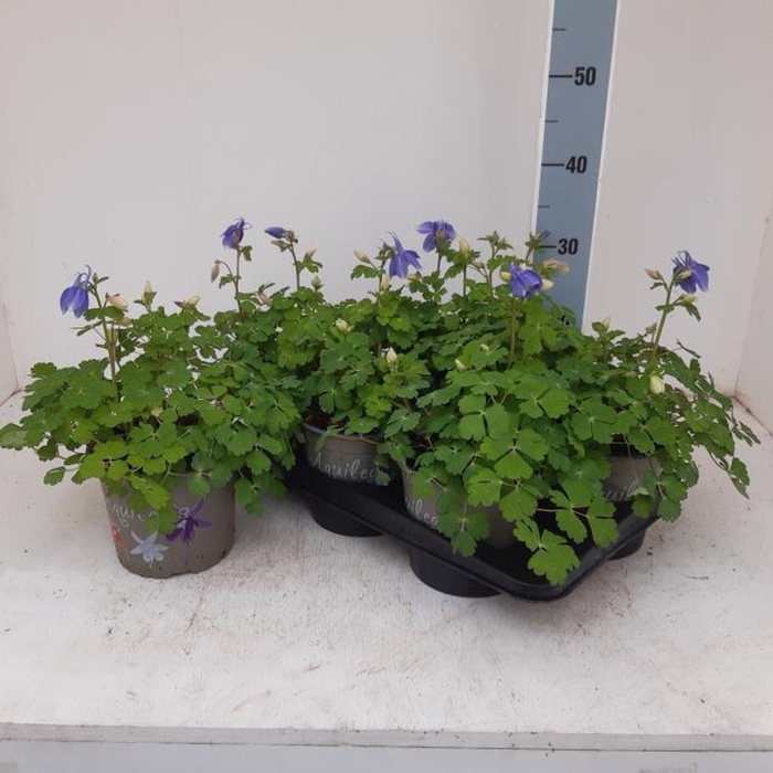 <h4>Aquilegia caerulea</h4>