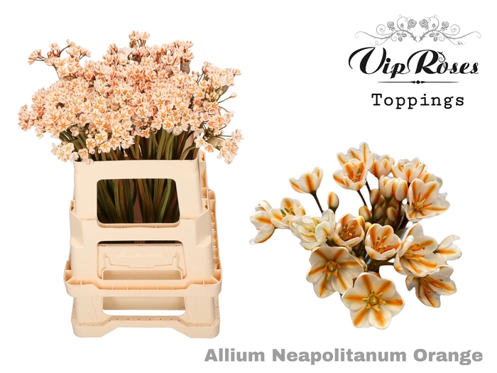 <h4>Allium Neapolitanum Orange L60cm</h4>
