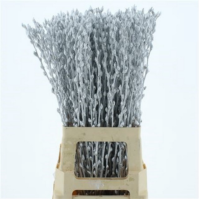<h4>Salix paint pussy willow silver</h4>