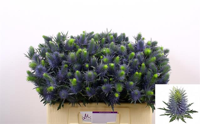 <h4>Eryngium supernova questar</h4>