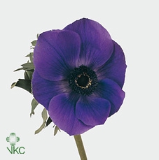 Anem Co Galil Blauw