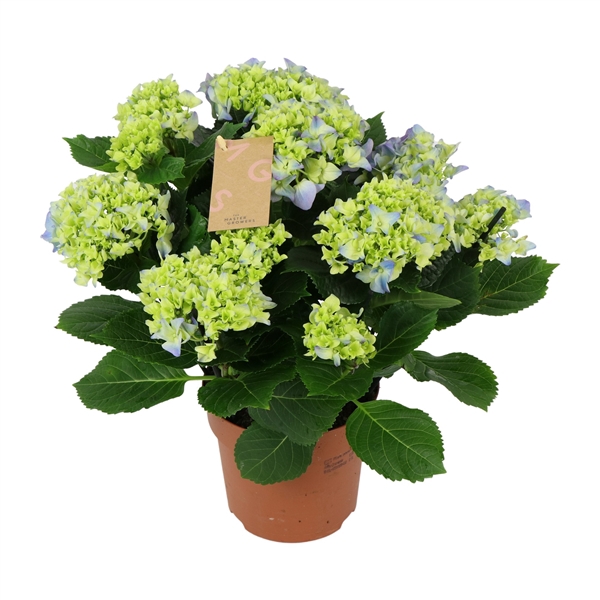 <h4>Hydrangea blue 7/8 flowers</h4>