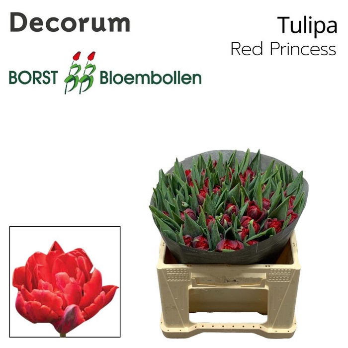 <h4>Tulipa do red princess</h4>