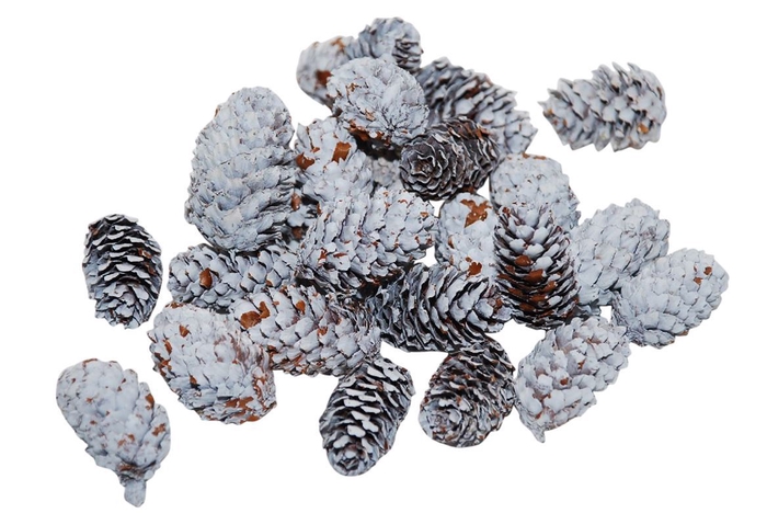 <h4>Pinecone Mini Spruce 180gr L-4</h4>
