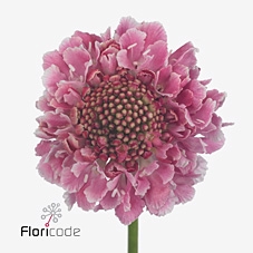 <h4>Scabiosa candy scoop</h4>