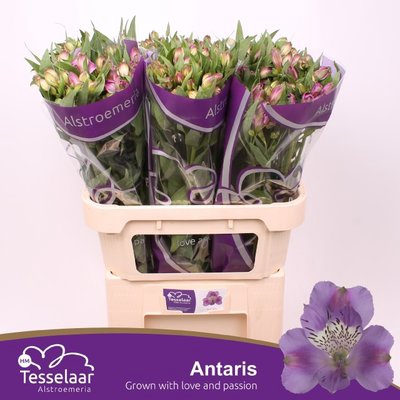 <h4>Alstroemeria antaris</h4>
