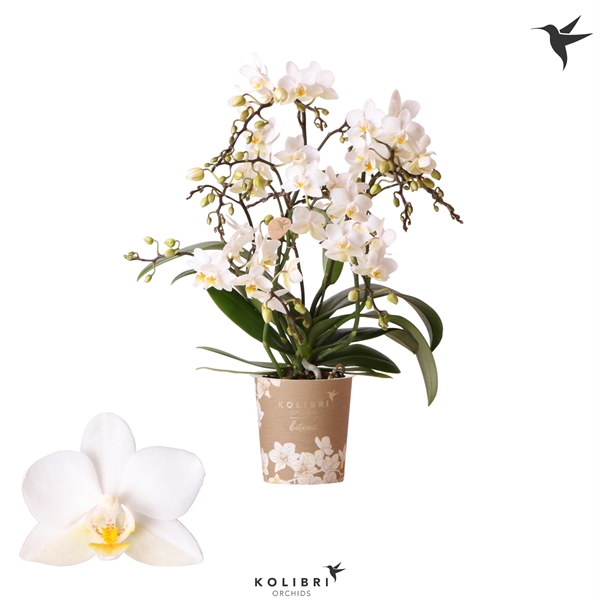 <h4>Kolibri Orchids Phalaenopsis Botanic 4 spike White</h4>