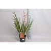 vaste planten 19 cm  Crocosmia Divers