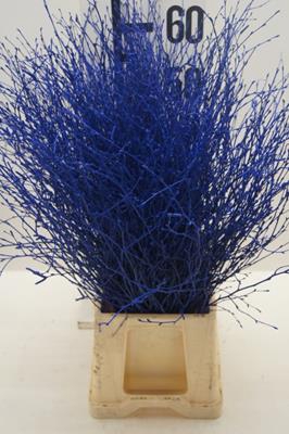 <h4>Berk Kort Blauw Zonder Glitter</h4>