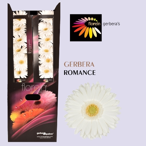 <h4>GE GR ROMANCE Aquabox 80</h4>