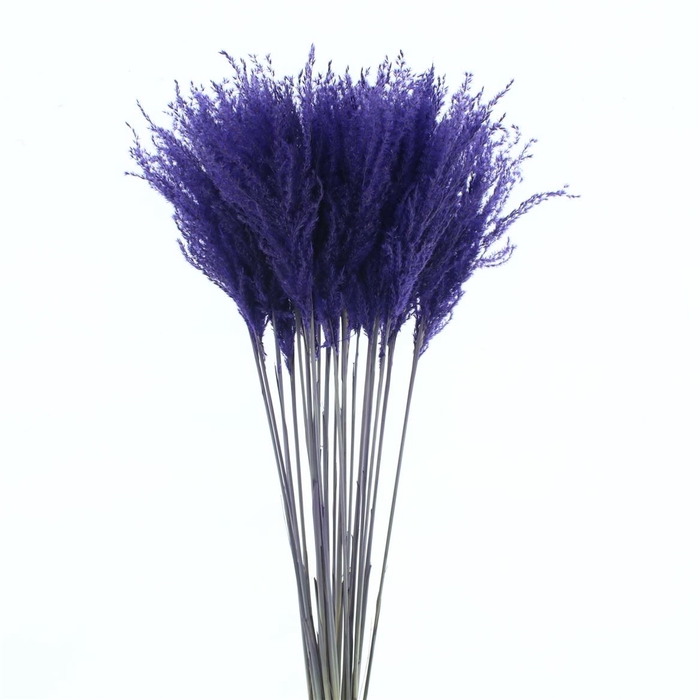 <h4>Dried Stipa Feather Paars</h4>