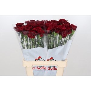 Dianthus St Junko
