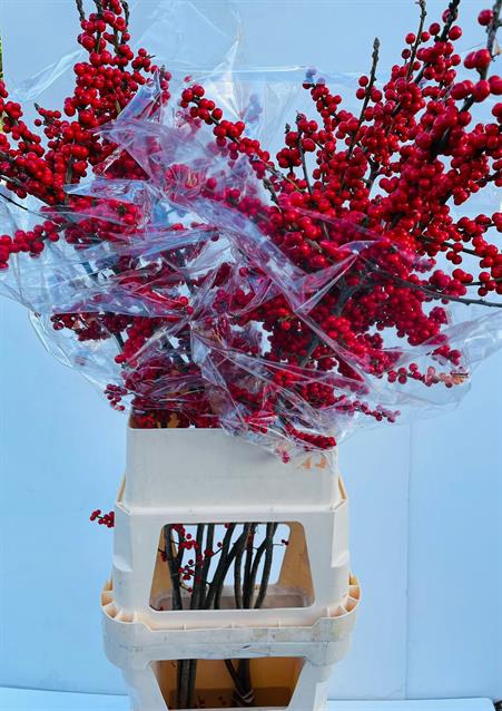 <h4>Ilex verticillata red</h4>