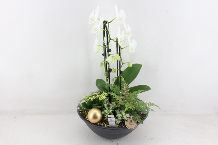 <h4>arr2 PL - Ebbischaal phal. wit cascade goud</h4>