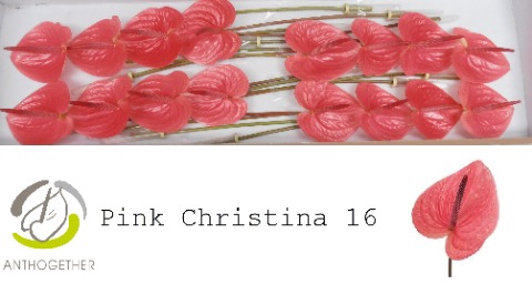 <h4>Anthurium pink christina</h4>