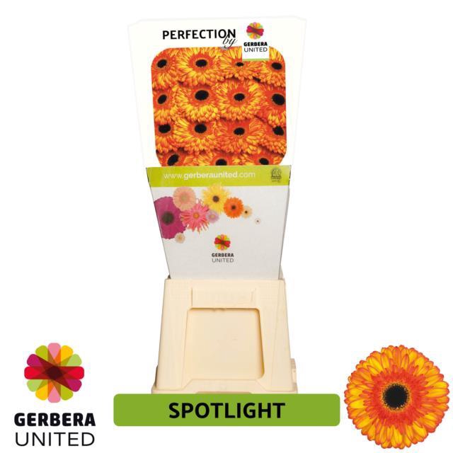 <h4>Gerbera diamond spotlight</h4>
