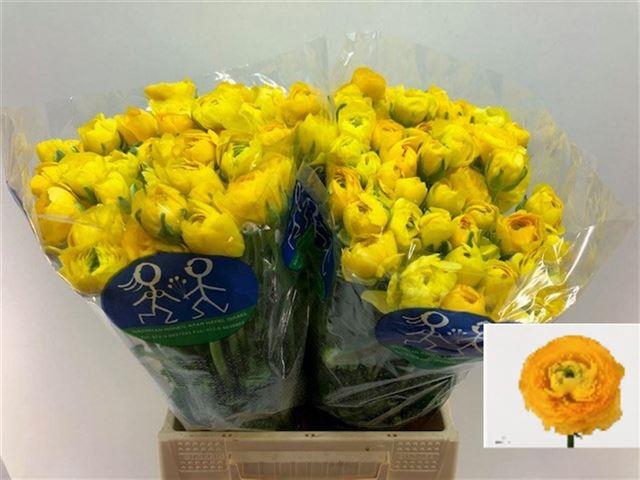 <h4>Ranunculus elegance yellow</h4>
