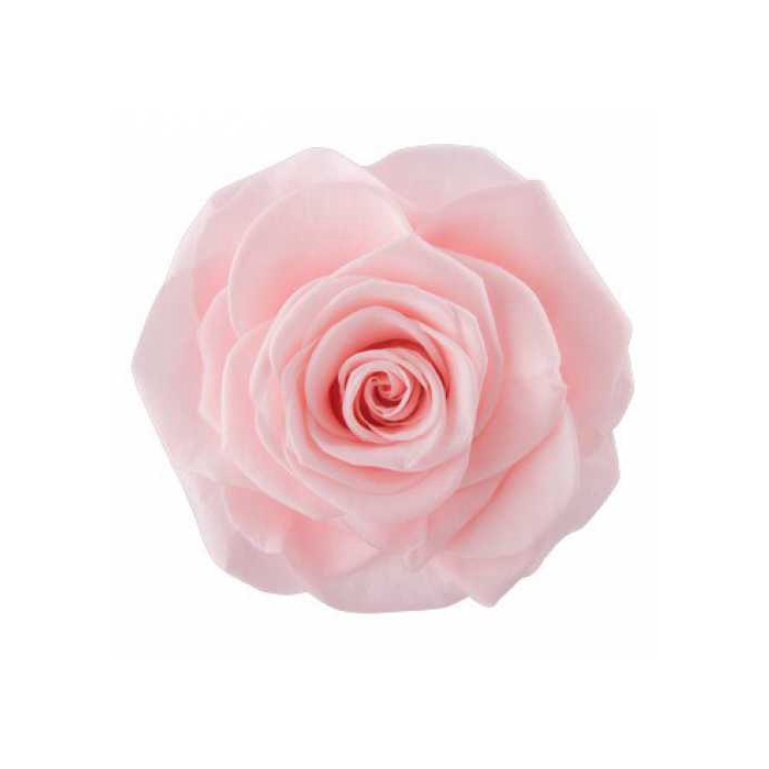<h4>PRESERVED ROSES AVA PINK CHAMPAGNE 16PCS</h4>
