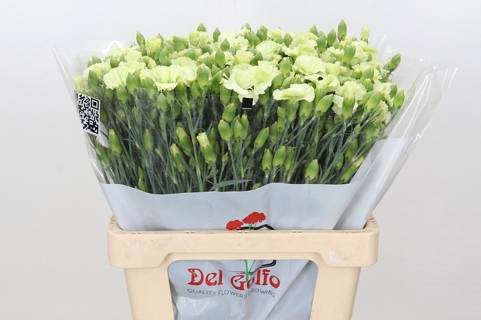 <h4>Dianthus Sp "Symply Green</h4>