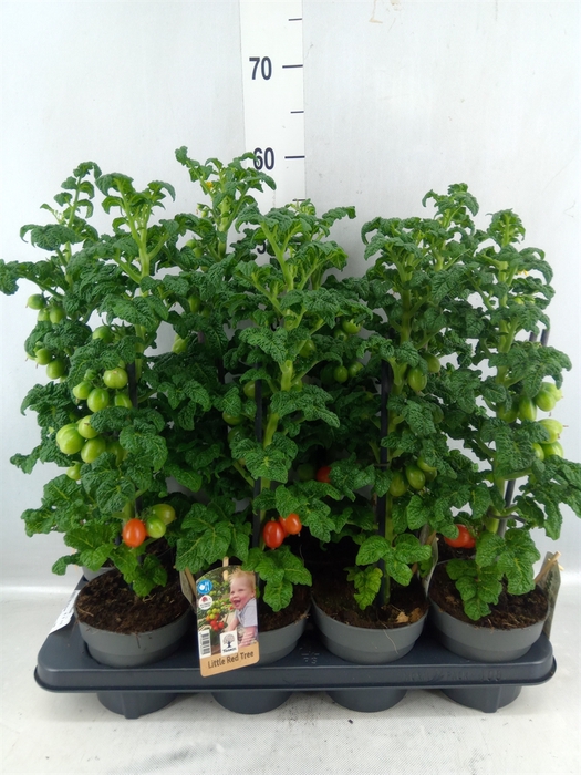 <h4>Solanum Lycopersicum ...</h4>