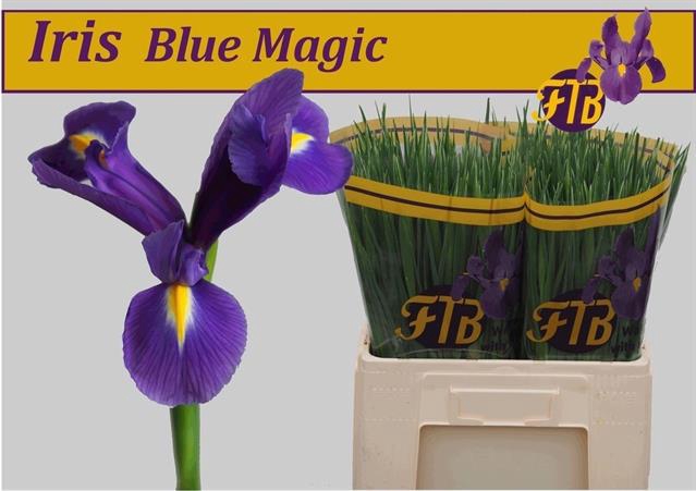 <h4>Iris blue magic</h4>