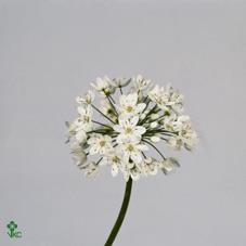 <h4>Allium paint neopolitanum lilac</h4>