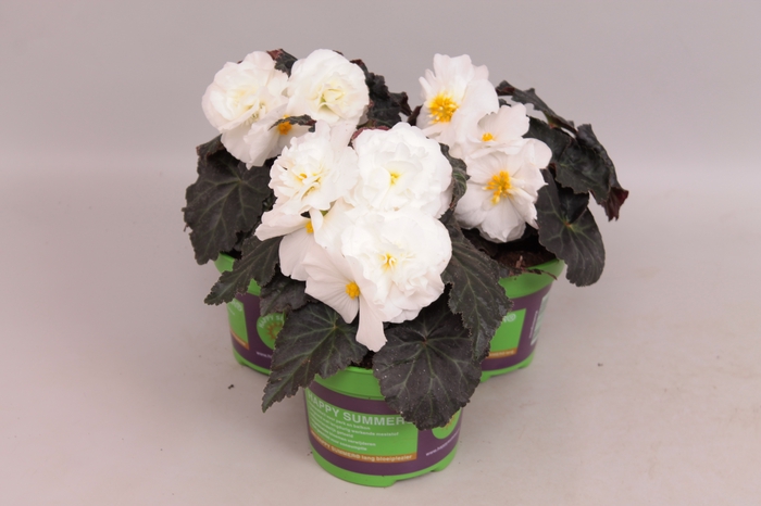 <h4>Begonia Tub. Nonstop Mocca white</h4>
