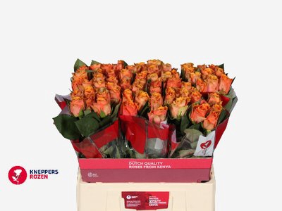 <h4>Rosa la arancio</h4>