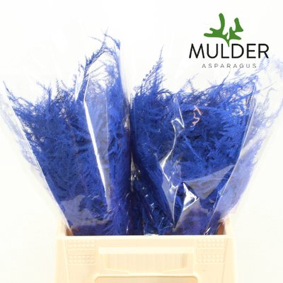 <h4>Leaf asparagus paint blue dark</h4>
