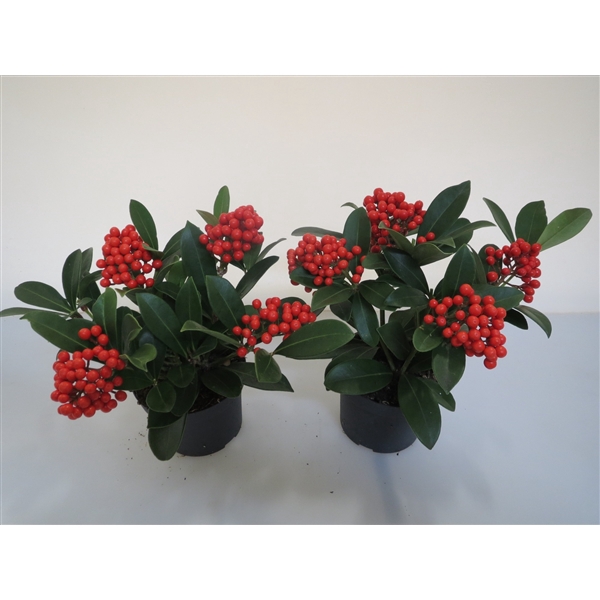 <h4>O 'Berries Bright</h4>
