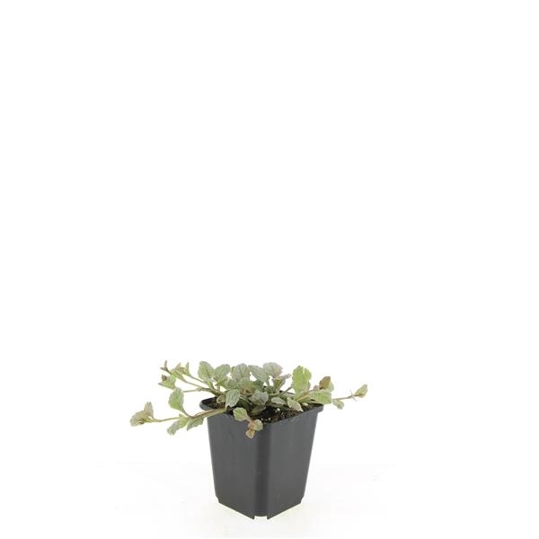 <h4>Ajuga reptans 'Burgundy Glow'</h4>