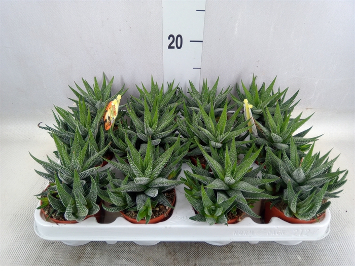 <h4>Haworthia fasciala 'Concolor'</h4>