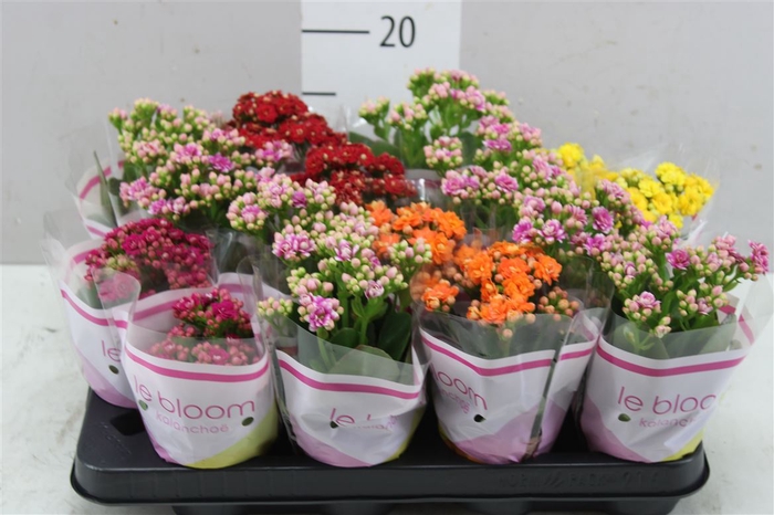 <h4>Kalanchoe Calandiva Mix</h4>