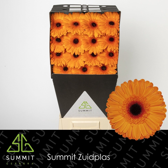 <h4>Gerbera Alex Diamond</h4>