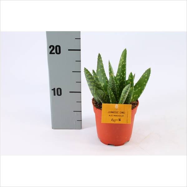 arr. Kokoplant -  Aloe mix 15cm