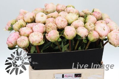 <h4>Paeonia moon over barrington</h4>
