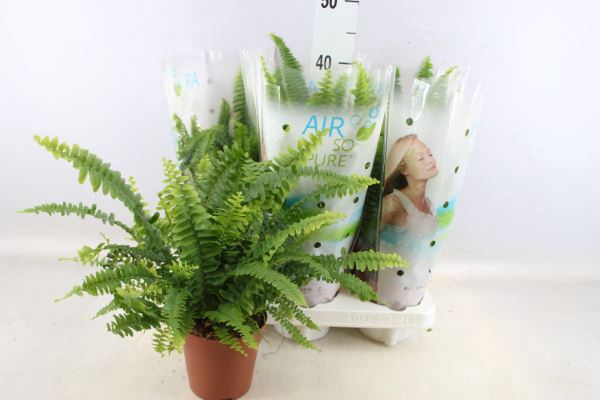 <h4>Nephrolepis Exal. 'green Lady'</h4>