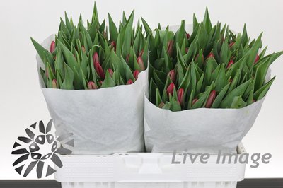 <h4>Tulipa si surrender</h4>