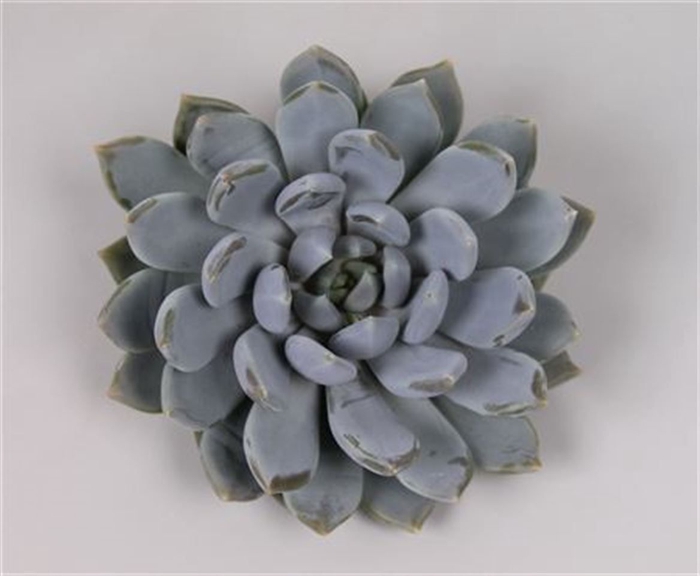 <h4>Pachyveria grey crown cutflower wincx-10cm</h4>