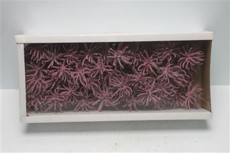 <h4>Spidergum Claws Erica Frosted (50 St)</h4>