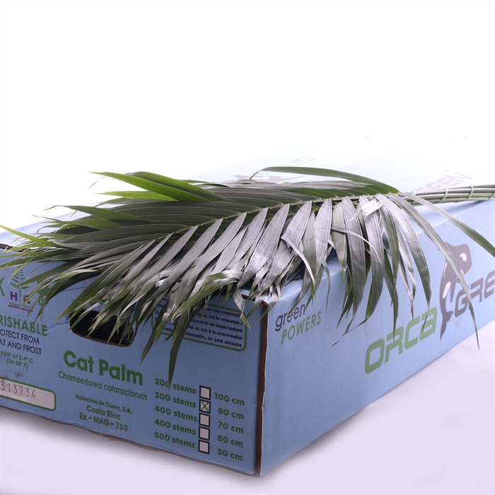 <h4>Catpalm Orca</h4>
