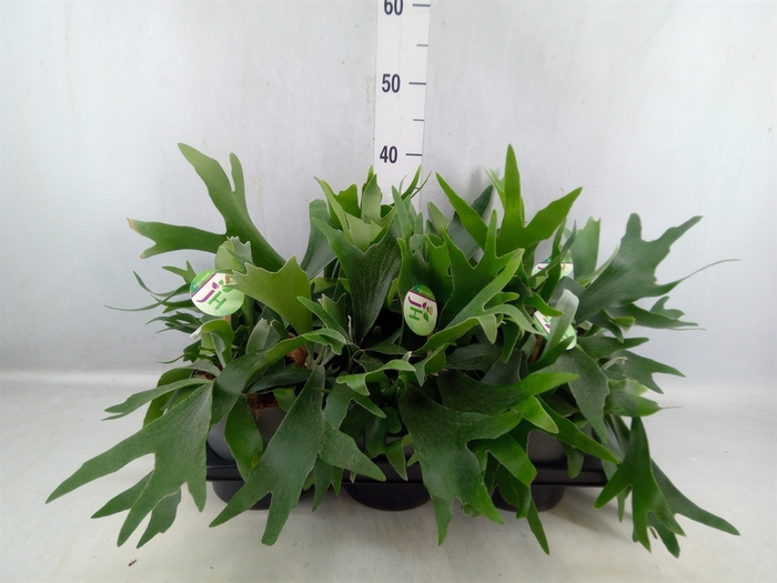 <h4>Platycerium Bifurc.</h4>