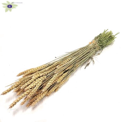 <h4>Triticum per bunch frosted salmon</h4>