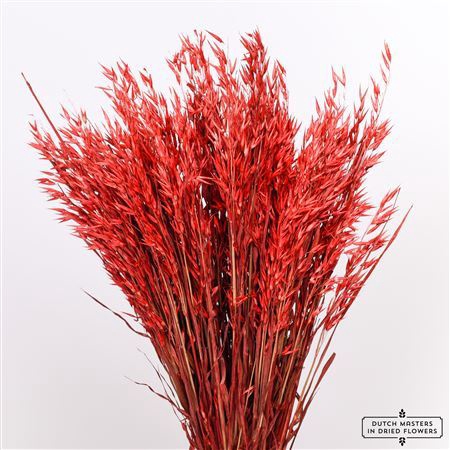 <h4>Dried Avena Red Bunch</h4>