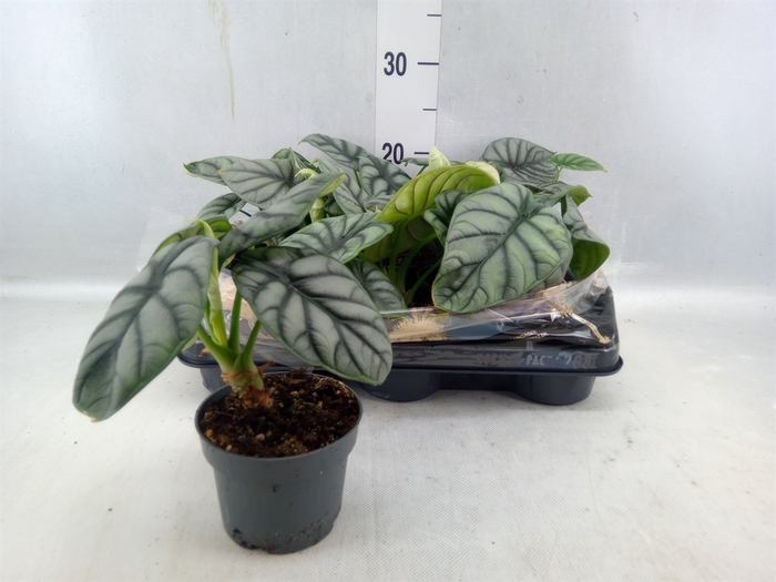 <h4>Alocasia ...</h4>