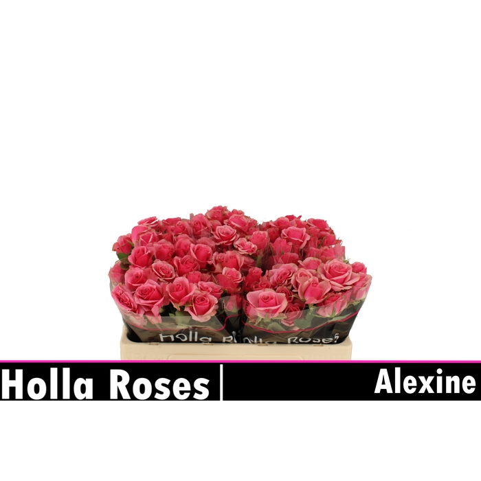 <h4>R TR ALEXINE</h4>