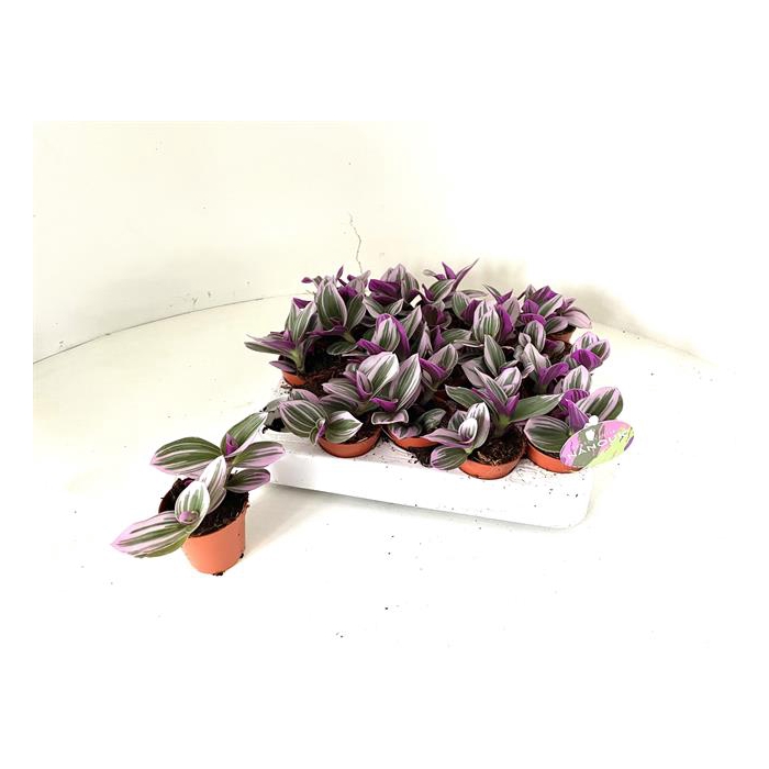 <h4>Tradescantia albiflora Nanouk 5Ø 5cm</h4>