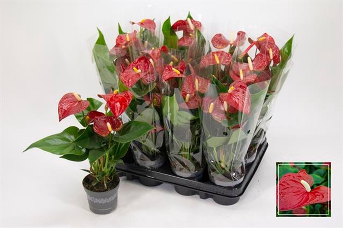 <h4>Anthurium Andreanum Grp Bambino Red</h4>