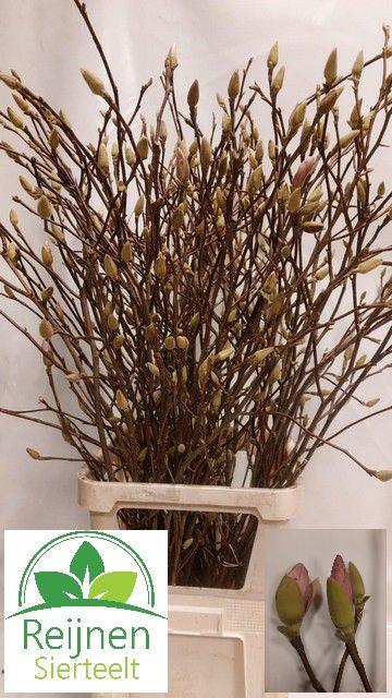 <h4>Magnolia grandiflora per stem</h4>