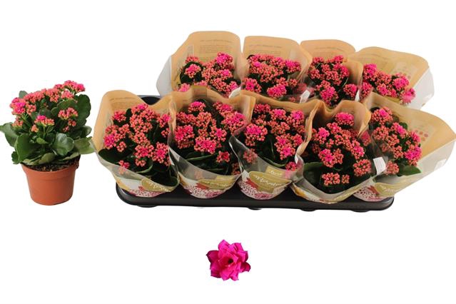 <h4>KALAN CALAN PURPLE DON VICTORIO P12</h4>